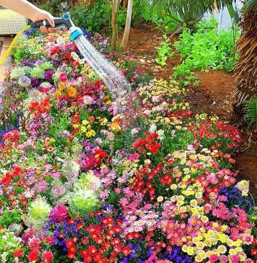 🌼 “Garden Lovers Special | 100 Colorful Flower Seeds + Free Plant Nutrition